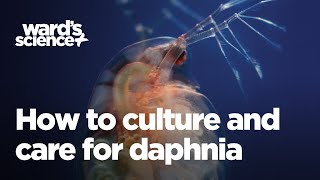 Caring and Culturing for Daphnia [upl. by Nylrebma]