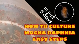 How to Culture Magna Daphnia Easily [upl. by Cinomod435]