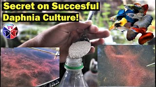 How to Culture Daphnia Successfully [upl. by Yetah622]