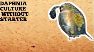 HOW TO CULTURE DAPHNIA NATURALLY WITHOUT A STARTER [upl. by Harty730]