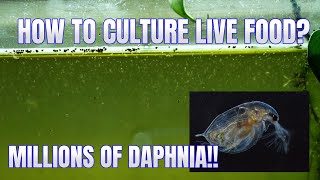 How to Culture Daphnia Secret Method to Breed MILLIONS  Simply Aquatic [upl. by Bruns]