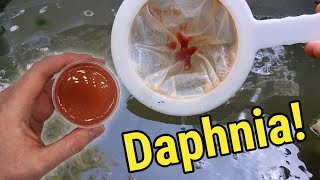 How I Culture Daphnia In Outdoor Tubs [upl. by Demakis]