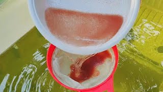 How to culture daphnia  Daphnia culture  How to grow daphnia outdoor [upl. by Teiv]