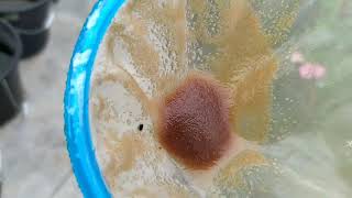 How to culture daphnia moina in a small container Part 1 English Subtitle [upl. by Notlef493]