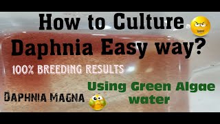 Daphnia MagnaHow to Culture Daphnia Easy wayCulturing Daphnia using Green water Daphnia [upl. by Ric842]