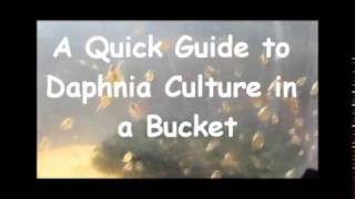 How to culture daphnia outside [upl. by Rosenthal]