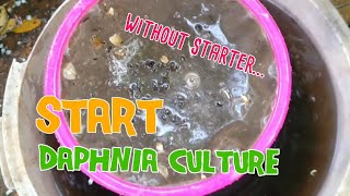 How to culture daphnia moina the easy way 1  Starting the Daphnia culture [upl. by Aliwt]