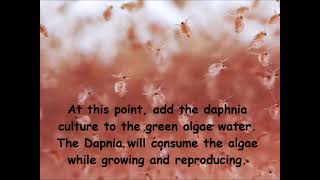 Daphnia  How to grow daphnia in your home [upl. by Fairfield477]