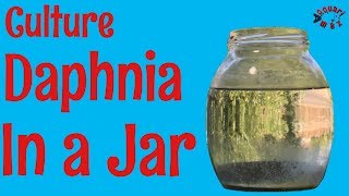 How to Culture Daphnia in a Jar [upl. by Anina]