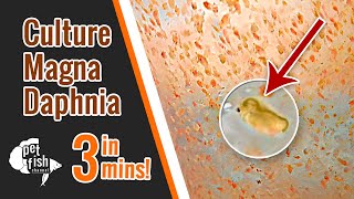 How to culture DAPHNIA MAGNA  The easy way [upl. by Sashenka]