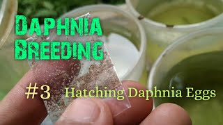 Daphnia Culture made simple and easy 3  Hatching Daphnia eggs [upl. by Tremann]