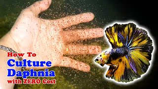 How to Culture Daphnia with ZERO Cost  Unlimited Live Food For Our Fish [upl. by Maharba]