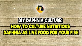 DIY Daphnia Culture How to Culture Nutritious Daphnia as Live Food for Your Fish [upl. by Nace762]