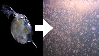 How I Culture Daphnia [upl. by Che]