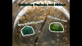 How To Culture Daphnia and Moinas using Green Water Spirulina powder [upl. by Eerahs]