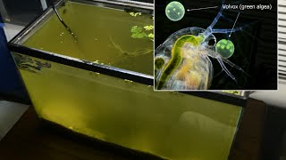 Raising Daphnia for the Freshwater Aquarium [upl. by Areid]