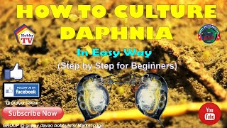 HOW TO CULTURE DAPHNIA In Easy Way [upl. by Yessak]